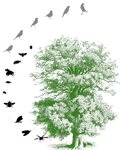 V_Siedlungsbäume_221220_Innen4_baum.png